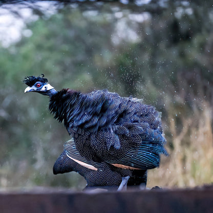  Zimanga Private Game Reserve