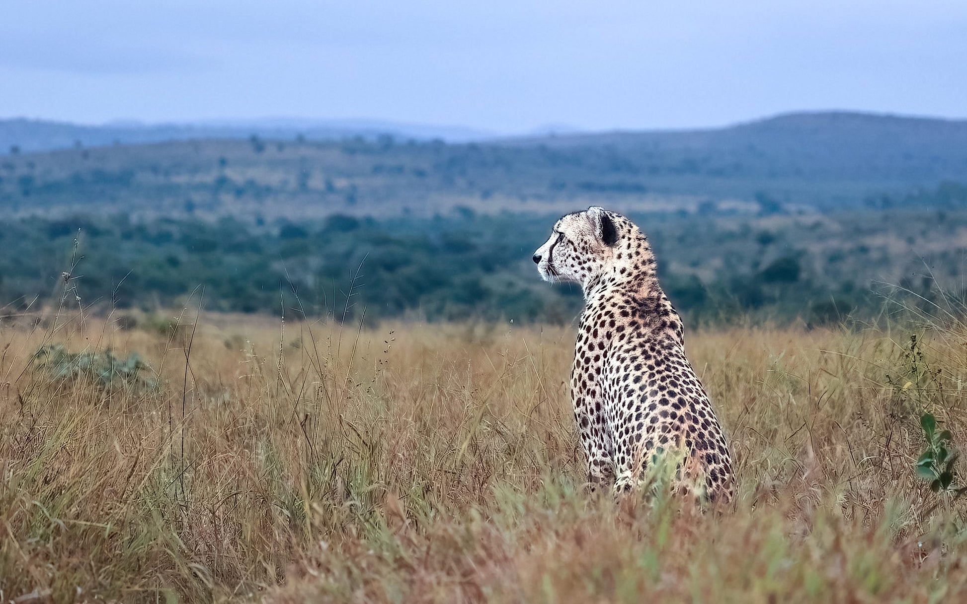  Zimanga Private Game Reserve