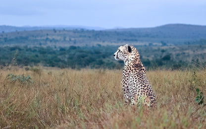  Zimanga Private Game Reserve