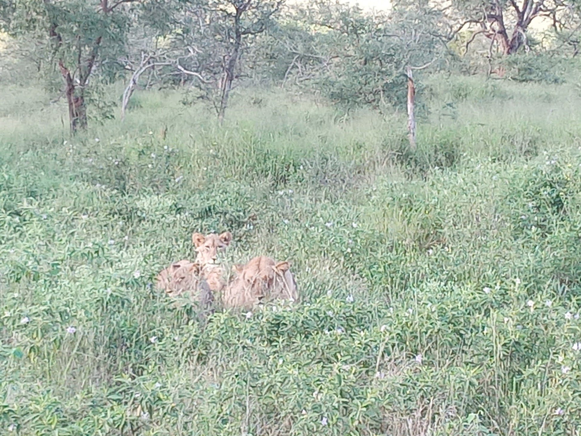  Zimanga Private Game Reserve