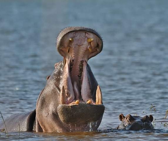  Zimanga Private Game Reserve