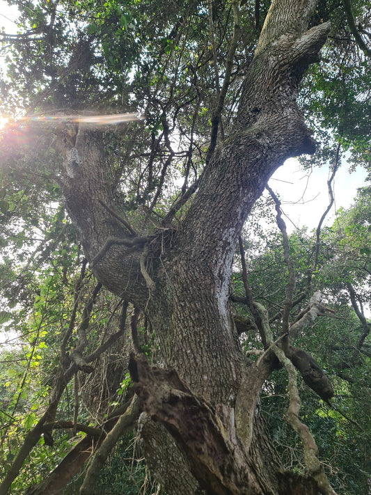 Zinkwazi Forest Trails