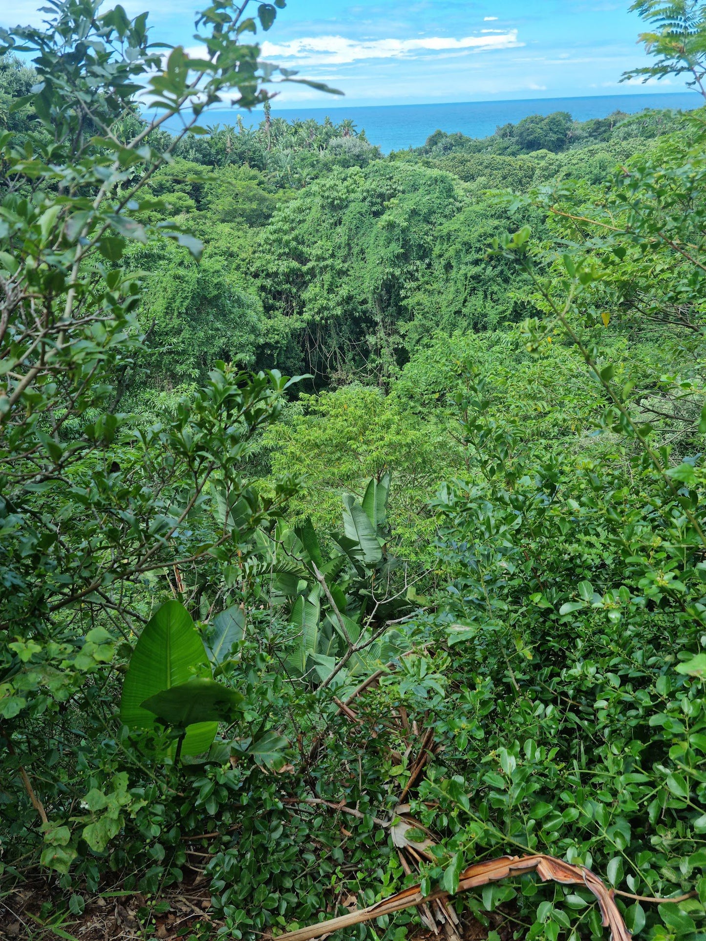 Zinkwazi Forest Trails