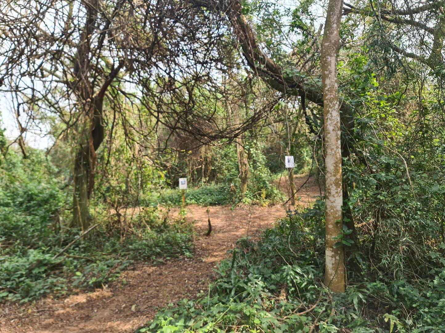 Zinkwazi Forest Trails