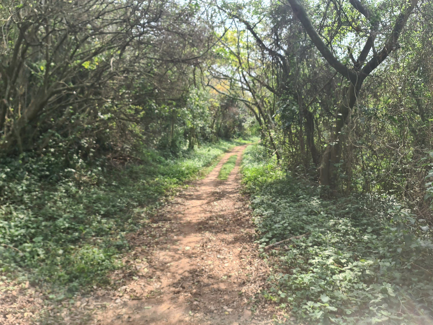 Zinkwazi Forest Trails