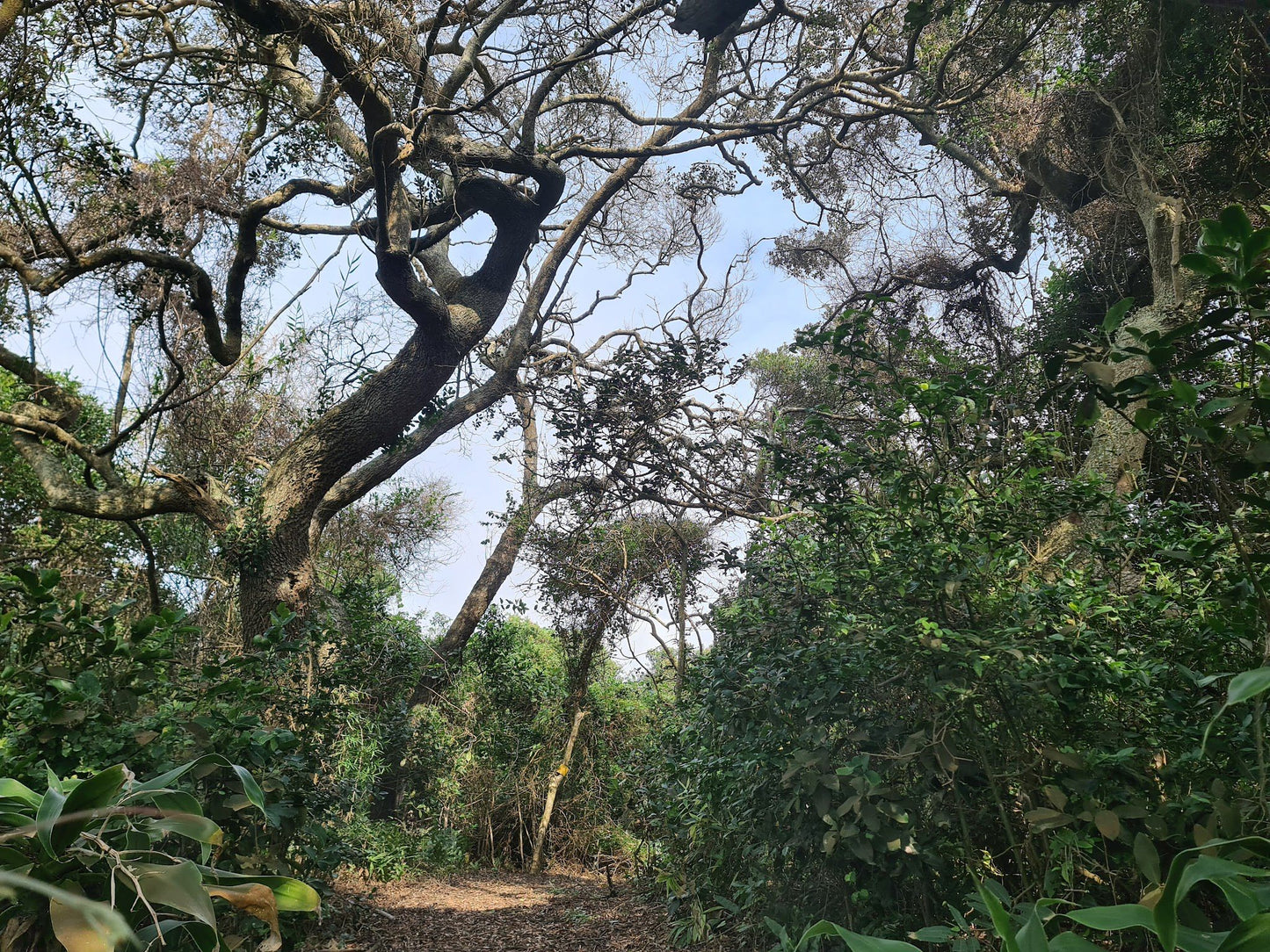 Zinkwazi Forest Trails