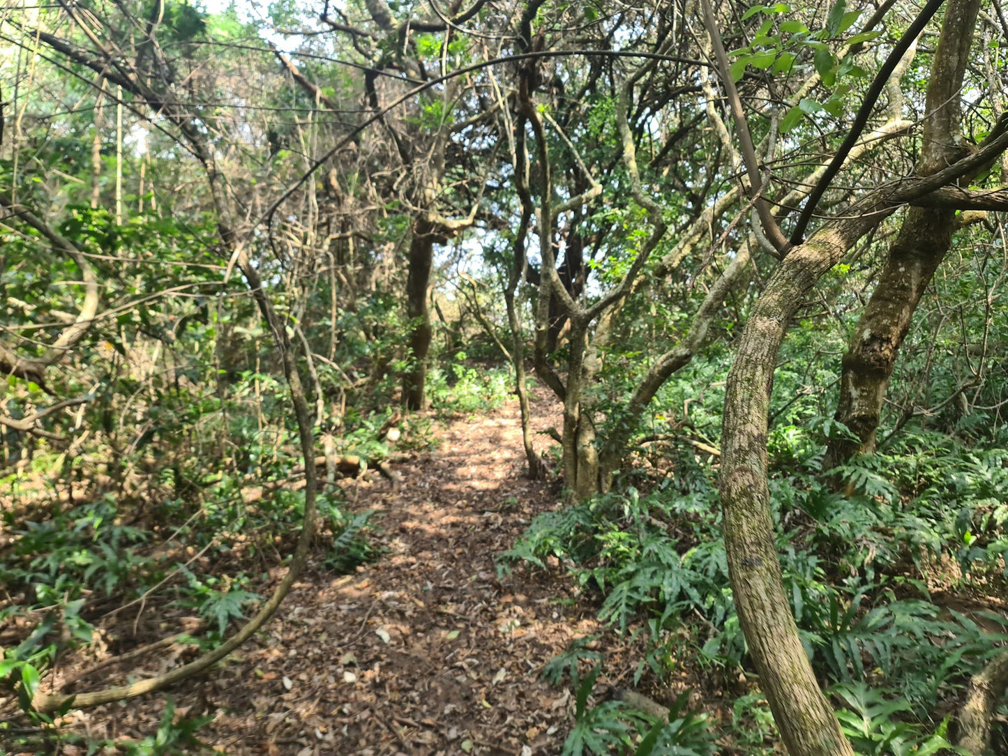 Zinkwazi Forest Trails