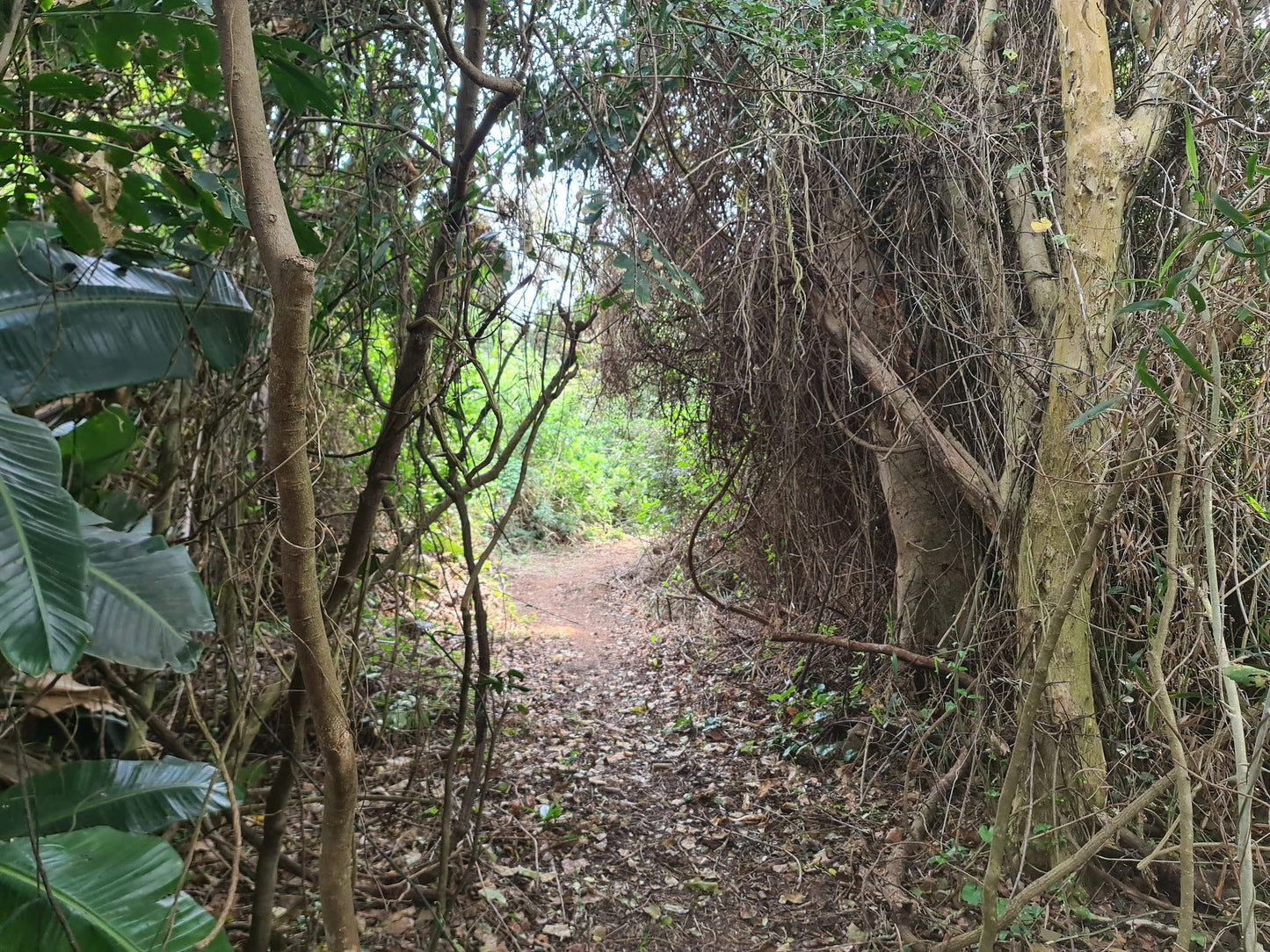 Zinkwazi Forest Trails