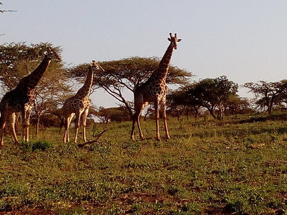  Zululand Ubizane Wildlife Reserve