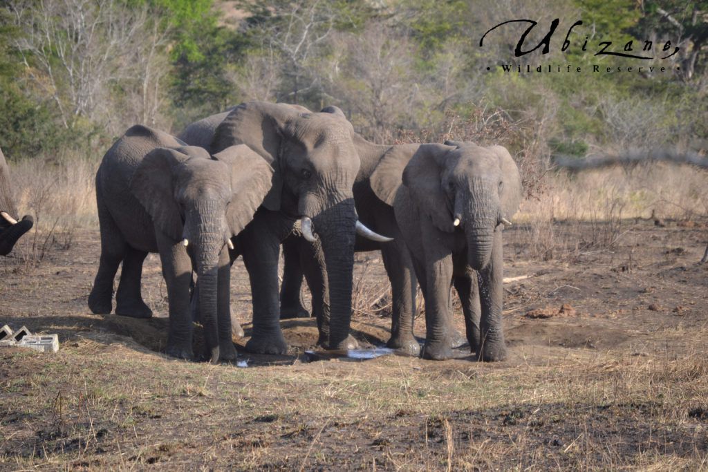  Zululand Ubizane Wildlife Reserve