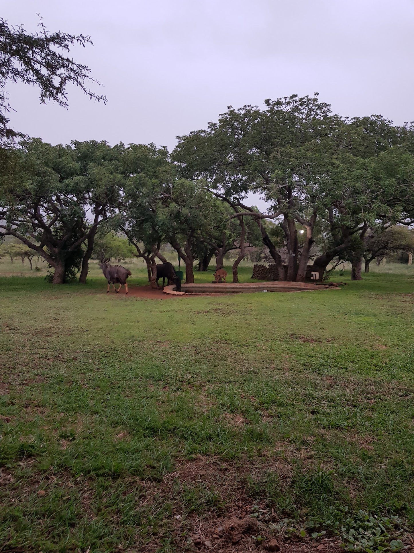  Zululand Ubizane Wildlife Reserve