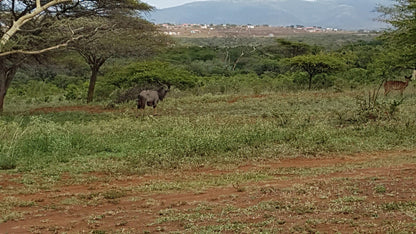  Zululand Ubizane Wildlife Reserve