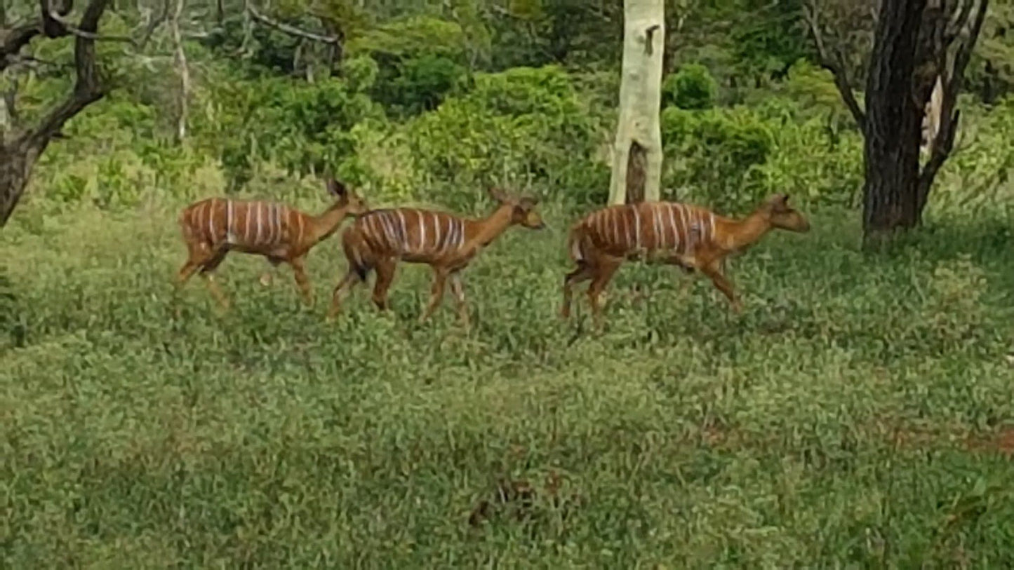  Zululand Ubizane Wildlife Reserve