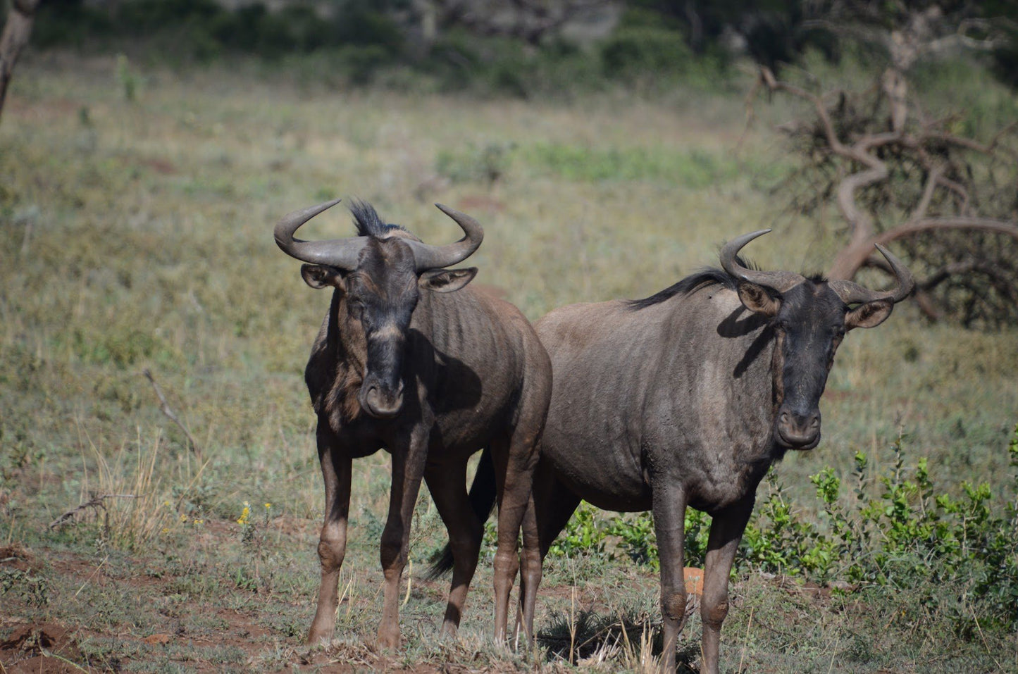  Zululand Ubizane Wildlife Reserve