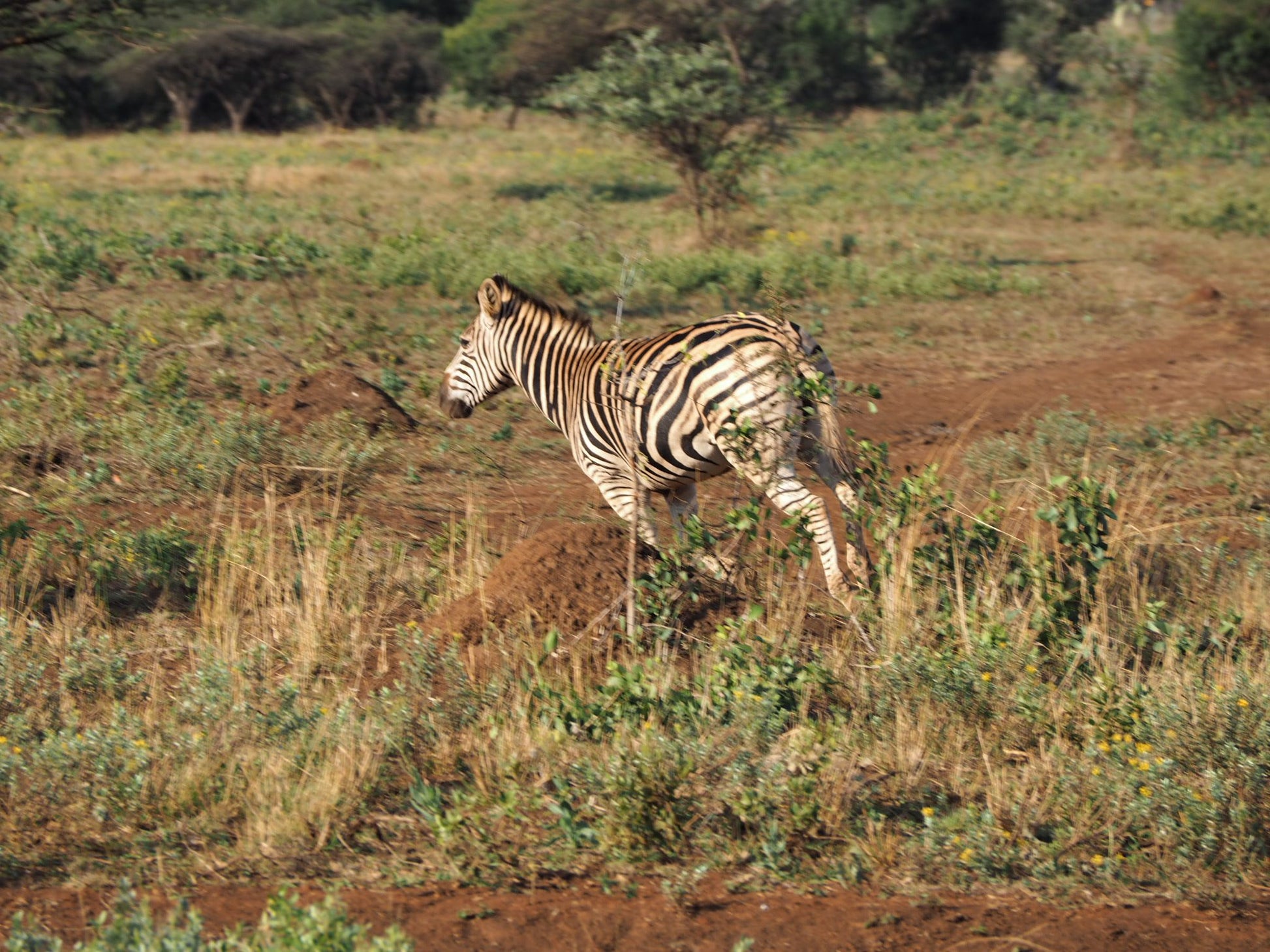  Zululand Ubizane Wildlife Reserve