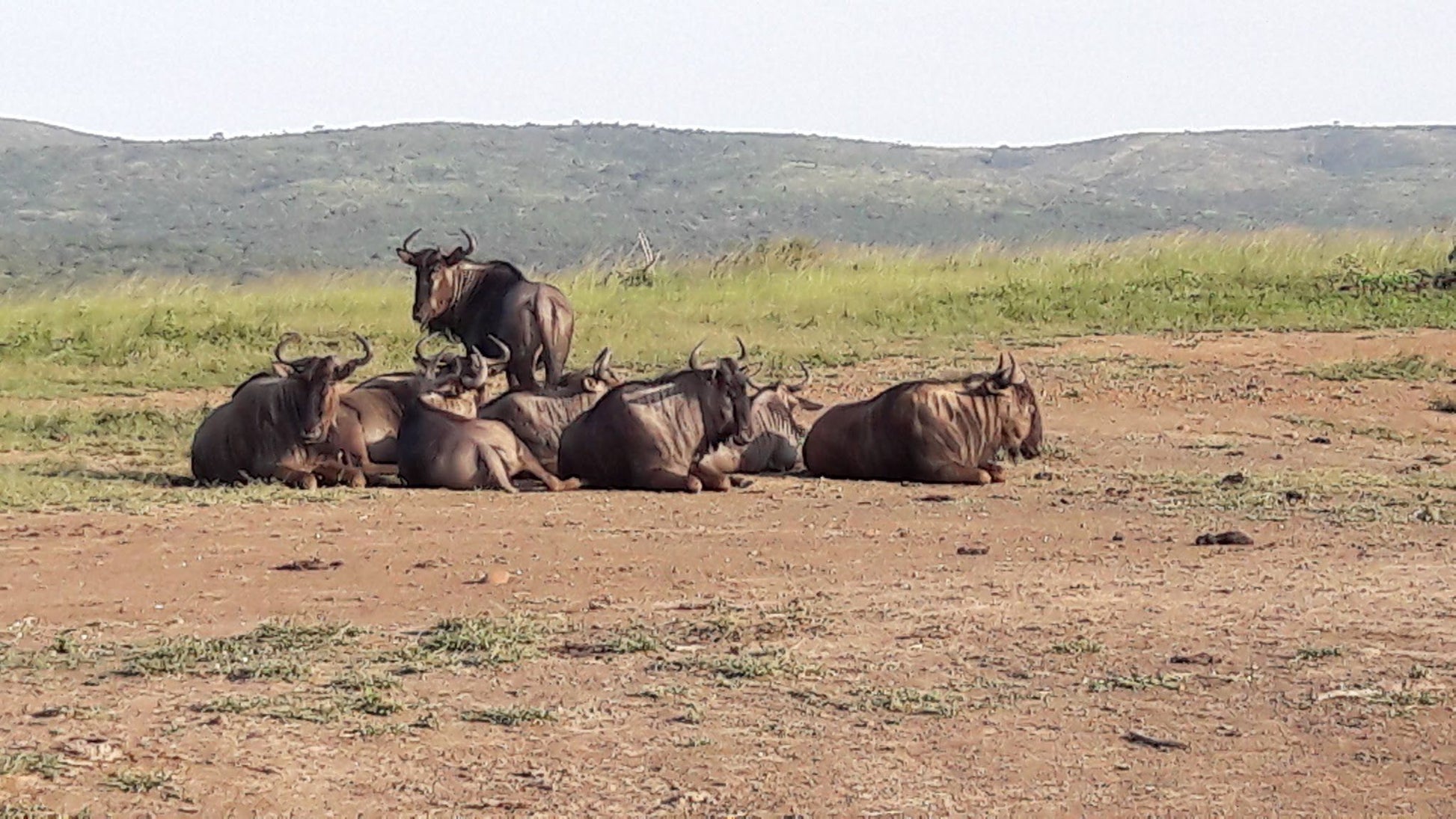  Zululand Ubizane Wildlife Reserve