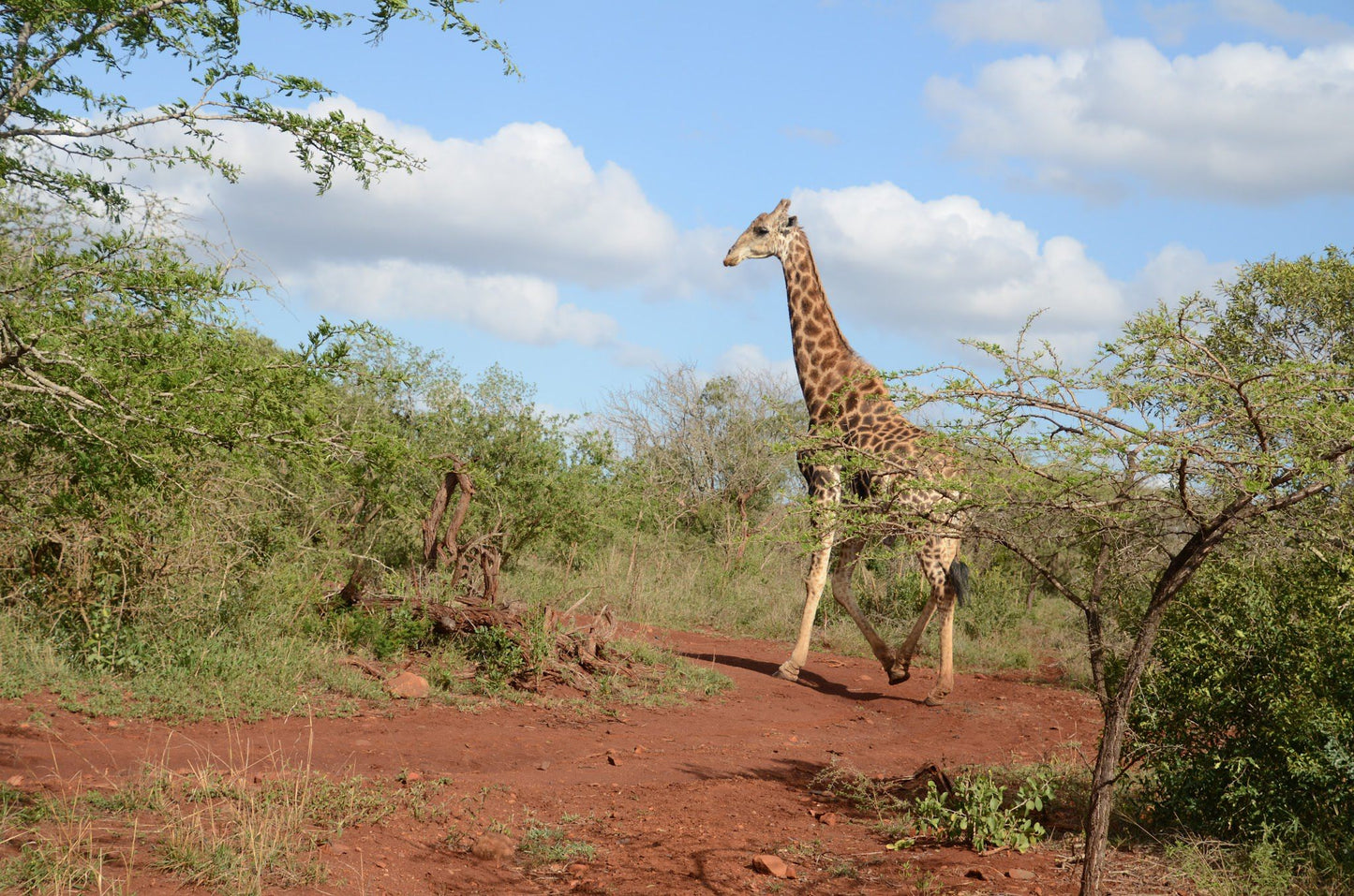  Zululand Ubizane Wildlife Reserve