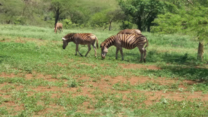  Zululand Ubizane Wildlife Reserve