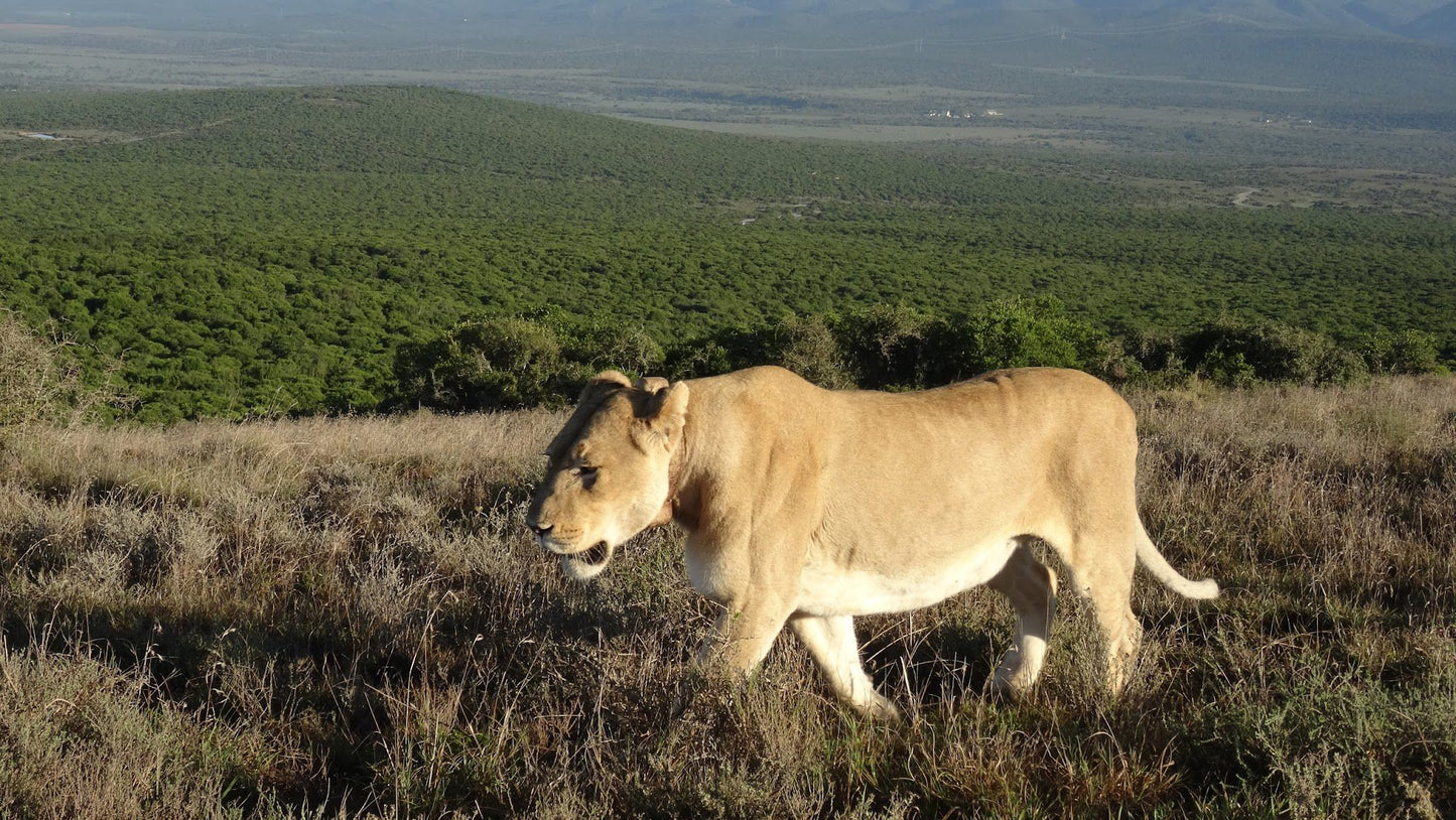  Zuurkop Lookout