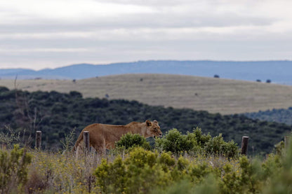  Zuurkop Lookout