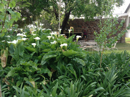 A Little Guesthouse Groenvlei Bloemfontein Free State South Africa Garden, Nature, Plant