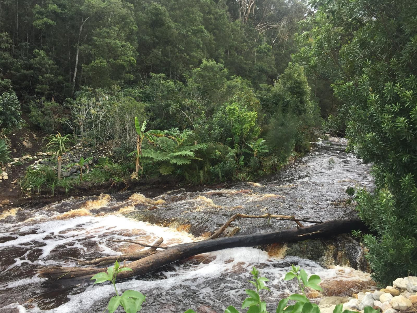 A Riverbed Guesthouse Swellendam Western Cape South Africa Forest, Nature, Plant, Tree, Wood, River, Waters, Waterfall