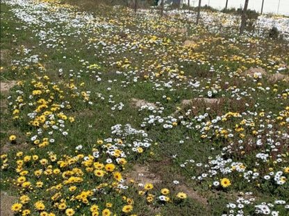 A Touch Of Bushveld By The Sea, Flower, Plant, Nature, Meadow, Garden