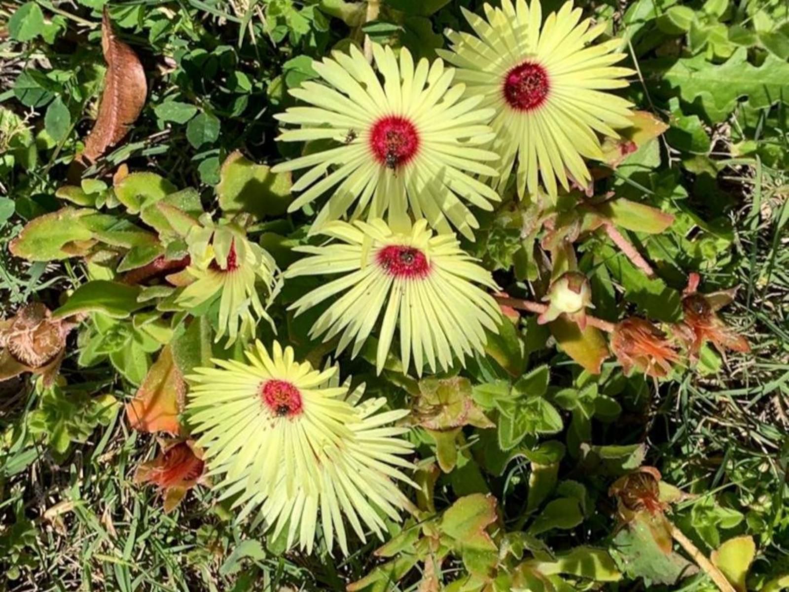 A Touch Of Bushveld By The Sea, Plant, Nature