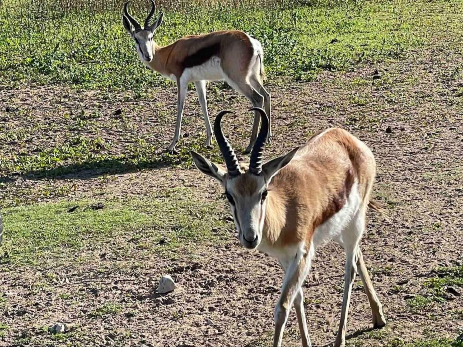 A Touch Of Bushveld By The Sea, Animal