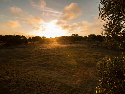 A Touch Of Bushveld By The Sea, Sepia Tones, Nature