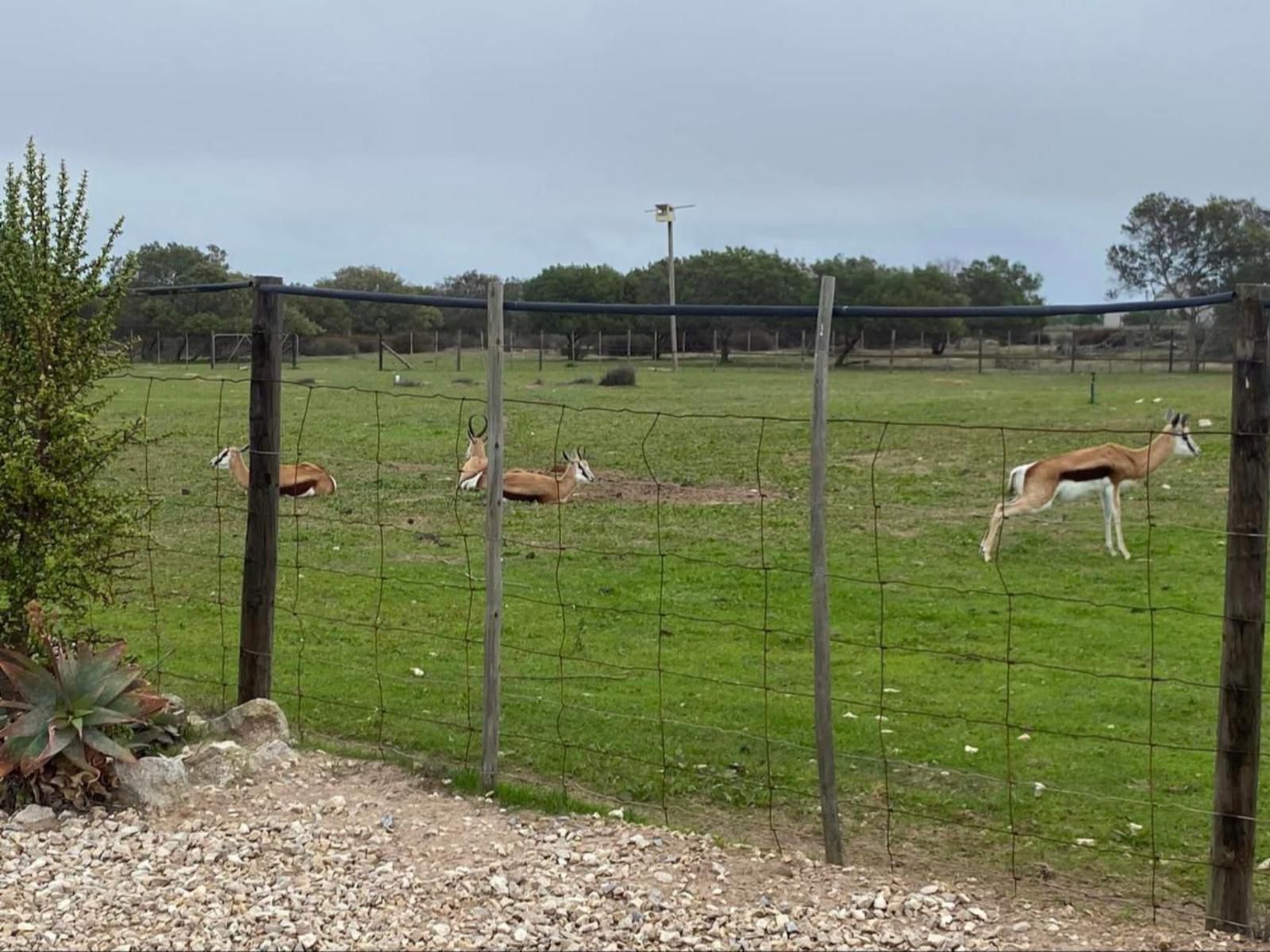 A Touch Of Bushveld By The Sea, Animal