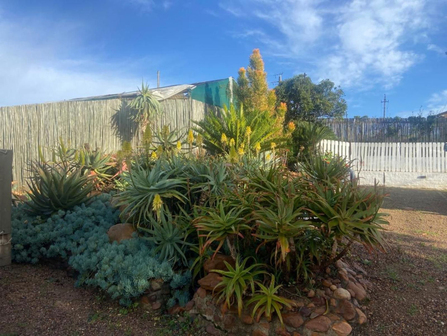 Aan De Bergen Swellendam Western Cape South Africa Complementary Colors, Cactus, Plant, Nature, Garden