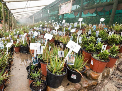 Aan De Bergen Swellendam Western Cape South Africa Plant, Nature, Garden, Market, City