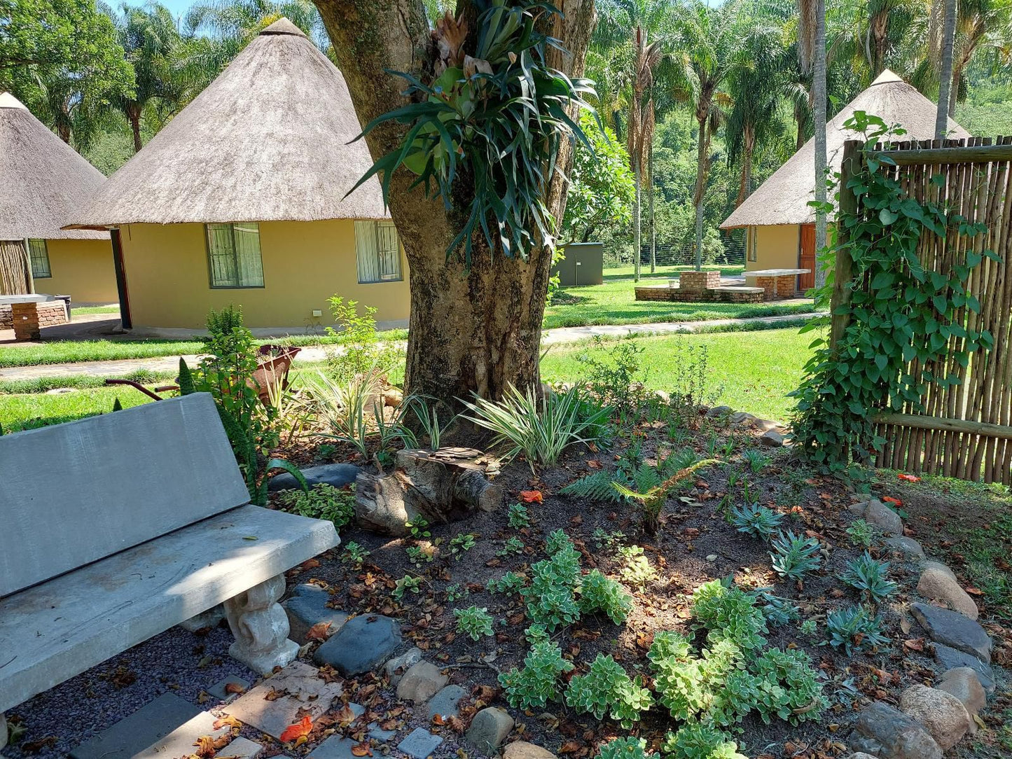 Aan De Vliet Holiday Resort Hazyview Mpumalanga South Africa Palm Tree, Plant, Nature, Wood