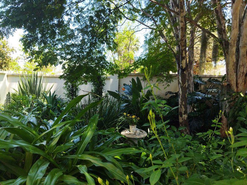 Aan Die Voet Van Die Magalies Rietfontein Pretoria Tshwane Gauteng South Africa Palm Tree, Plant, Nature, Wood, Garden