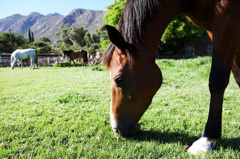 Aasvoelkrans Bandb Montagu Western Cape South Africa Horse, Mammal, Animal, Herbivore