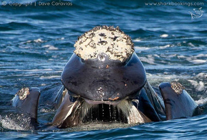 Abalone Cottage De Kelders Western Cape South Africa Whale, Marine Animal, Animal