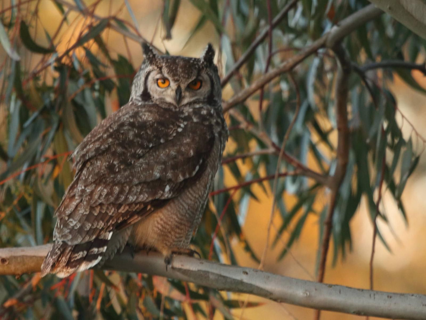 Abbotts Hill Malmesbury Western Cape South Africa Sepia Tones, Owl, Bird, Animal, Predator