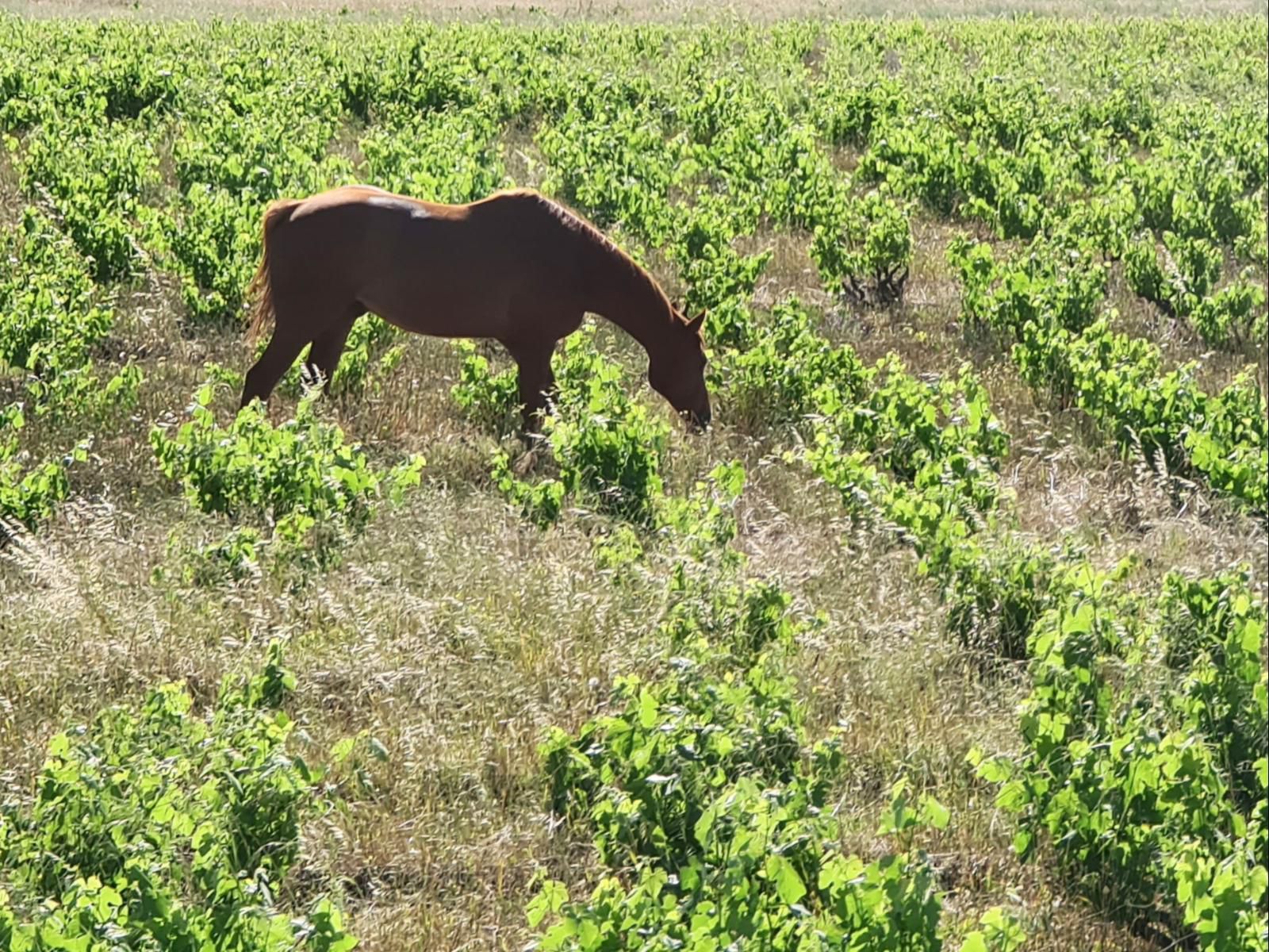 Abbotts Hill Malmesbury Western Cape South Africa Horse, Mammal, Animal, Herbivore, Field, Nature, Agriculture