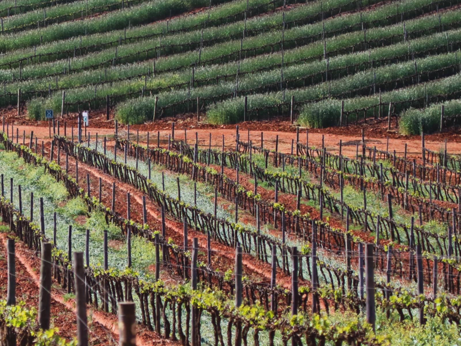 Abbotts Hill Malmesbury Western Cape South Africa Field, Nature, Agriculture, Wine, Drink, Wine Glass, Glass, Drinking Accessoire, Food