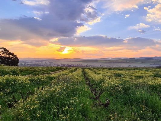 Abbotts Hill Malmesbury Western Cape South Africa Complementary Colors, Field, Nature, Agriculture, Lowland