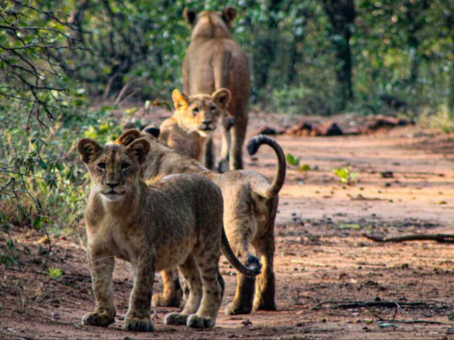 Abelana Game Reserve Phalaborwa Limpopo Province South Africa Lion, Mammal, Animal, Big Cat, Predator