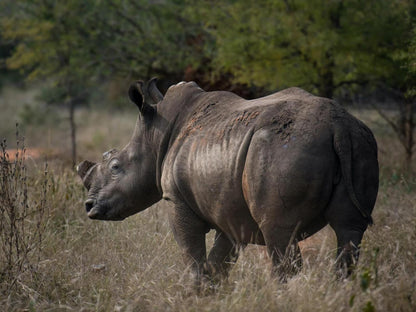 Abelana Game Reserve Phalaborwa Limpopo Province South Africa Rhino, Mammal, Animal, Herbivore