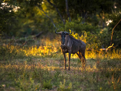 Abelana Game Reserve Phalaborwa Limpopo Province South Africa Animal