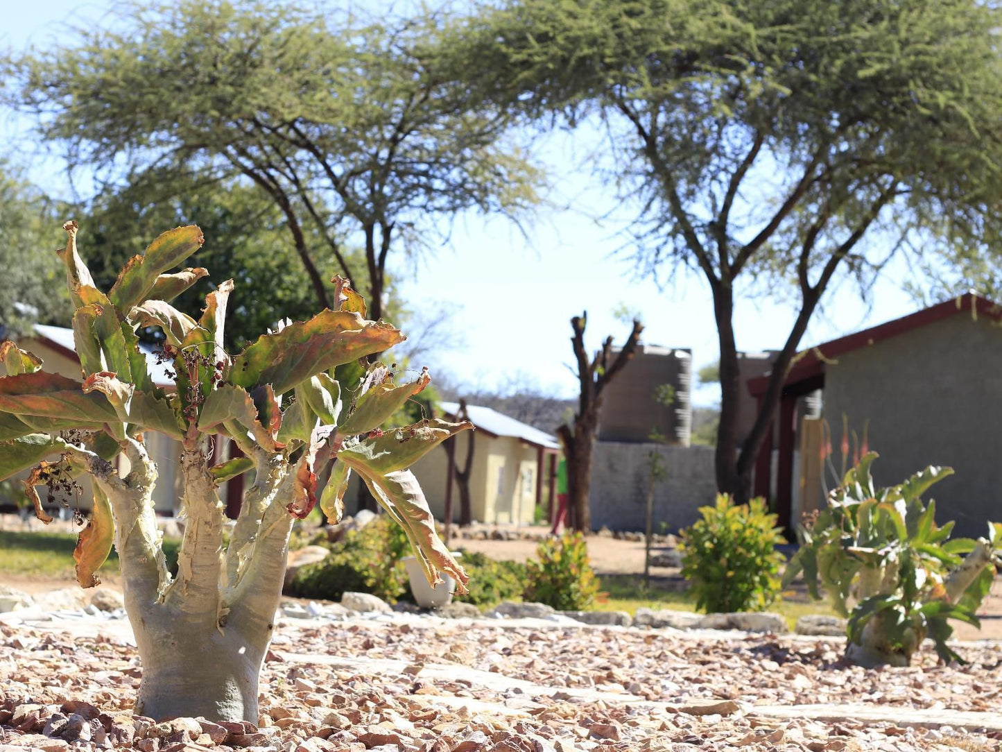 Abenab Lodge & Tours Cc, Plant, Nature