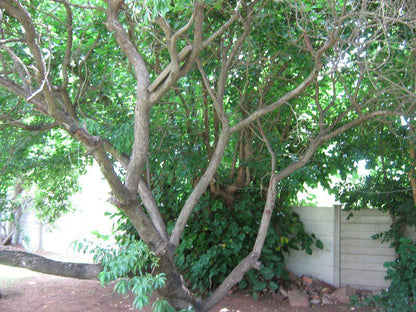 Abiekwa Guest House Bronkhorstspruit Gauteng South Africa Plant, Nature, Tree, Wood