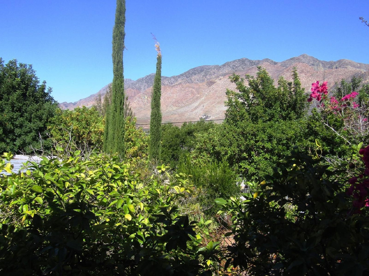 Abigail S Garden Cottage Montagu Western Cape South Africa Complementary Colors, Cactus, Plant, Nature