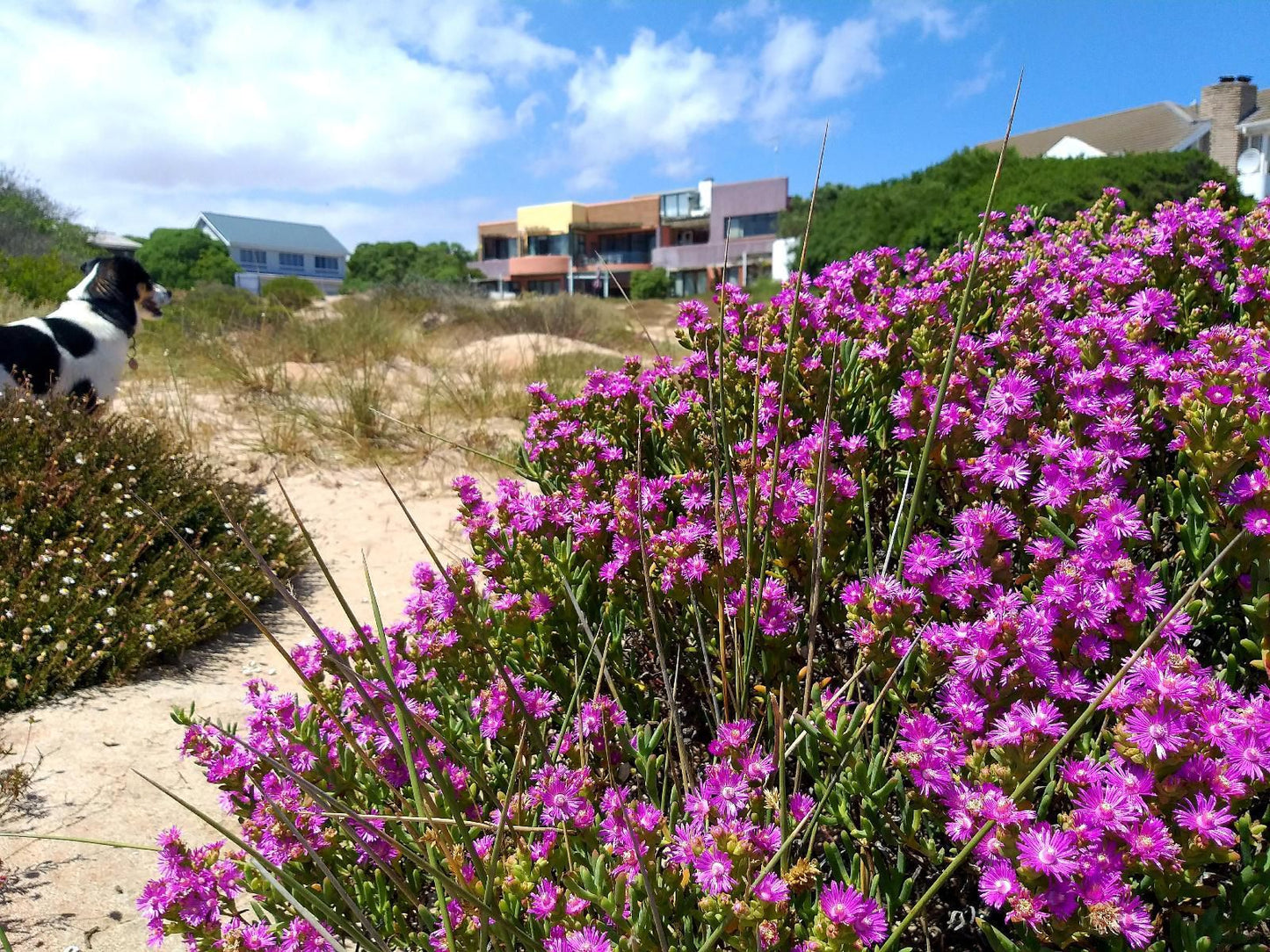 Absolute Beach Britannia Bay Western Cape South Africa Complementary Colors, Beach, Nature, Sand, Plant