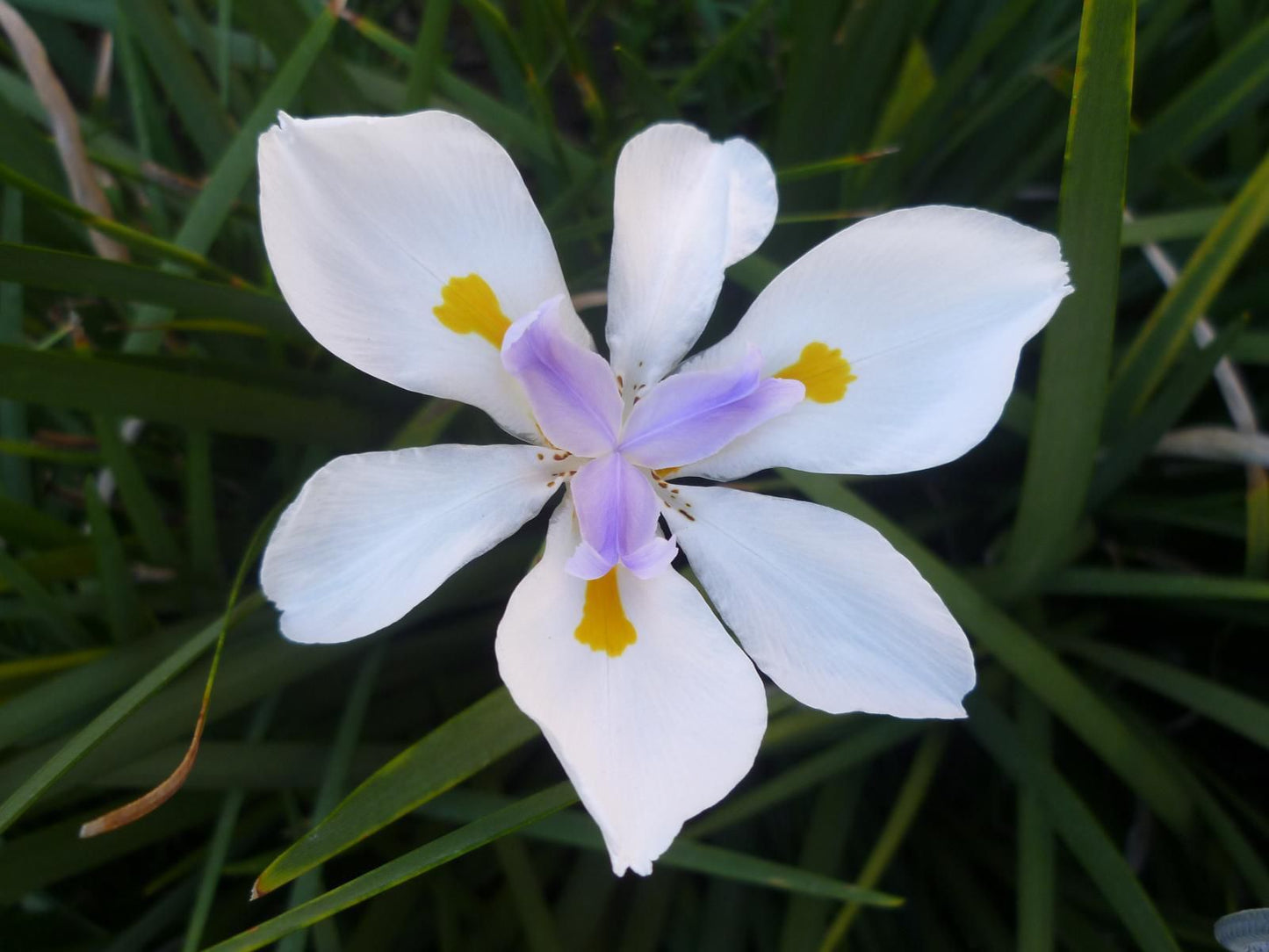 Absolute Cornwall Vincent East London Eastern Cape South Africa Flower, Plant, Nature