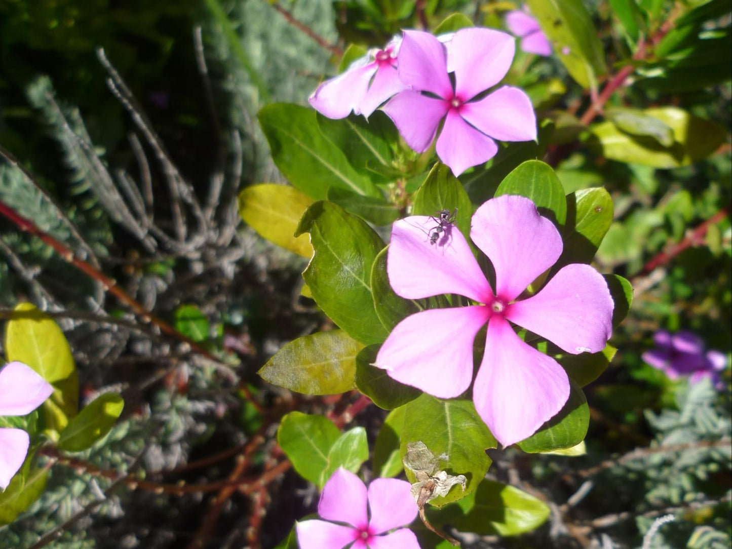 Absolute Cornwall Vincent East London Eastern Cape South Africa Complementary Colors, Blossom, Plant, Nature, Flower